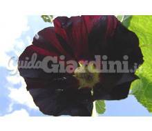 Pianta erbacea perenne - Alcea Rosea Var.Nigra Catalogo ~ ' ' ~ project.pro_name