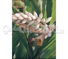 Alpinia Catalogo ~ ' ' ~ project.pro_name