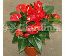 Anthurium Andreanum Sierra Catalogo ~ ' ' ~ project.pro_name