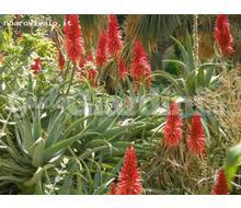 Pianta Medicinale - Aloe Arborescens Catalogo ~ ' ' ~ project.pro_name
