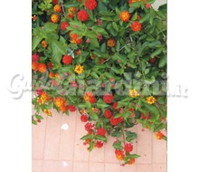 Pianta - Lantana Camara  Catalogo ~ ' ' ~ project.pro_name