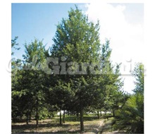 Pianta - Quercus Robur ‘Select’ Catalogo ~ ' ' ~ project.pro_name