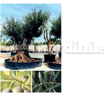 Pianta Sempreverde - Olivo (Olea Europea) Catalogo ~ ' ' ~ project.pro_name
