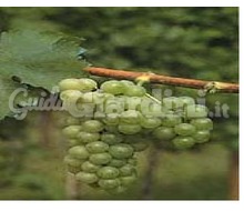 Sauvignon 159 F - Vitigno Catalogo ~ ' ' ~ project.pro_name