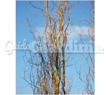 Pianta - Salix Matsudana ‘Tortuosa Aurea’ Catalogo ~ ' ' ~ project.pro_name