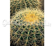 Piante - Cacti  Catalogo ~ ' ' ~ project.pro_name