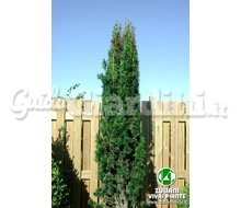 Piante Taxus Baccata 'Fastigiata' Catalogo ~ ' ' ~ project.pro_name