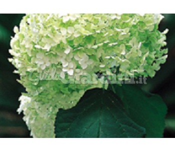 Pianta - Hydrangea Arborescens 'Annabelle' (2)