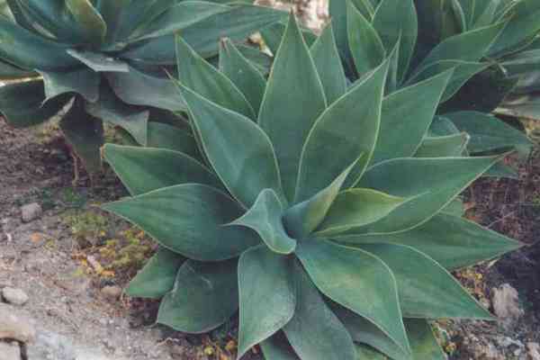 agave attenuata